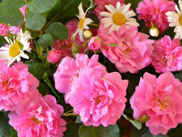 上帝给天秤座的8个天赋