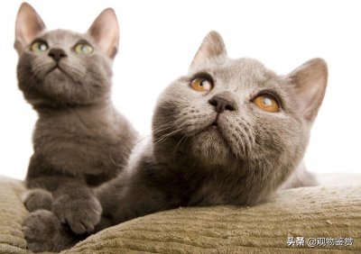 猫咪多久会忘记主人 猫能否记得原来主人其实因猫而异