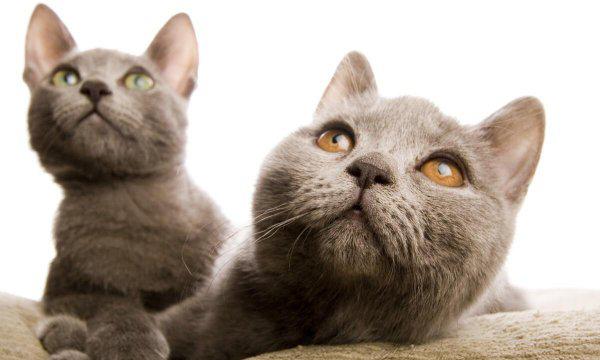 猫咪多久会忘记主人