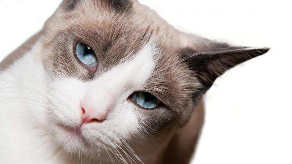 猫咪多久会忘记主人