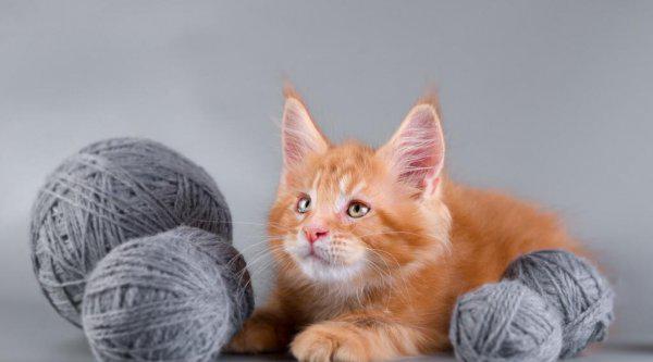 猫咪多久会忘记主人