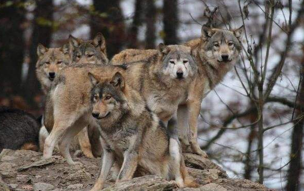 狈是狼和狐狸杂交的吗