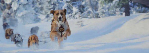 巴克是什么品种的狗