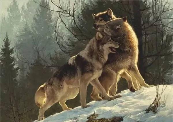 巴克是什么品种的狗