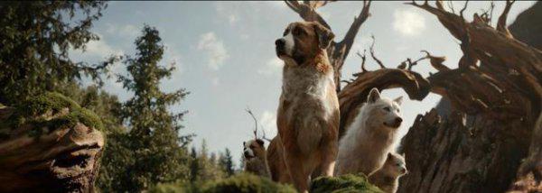 巴克是什么品种的狗