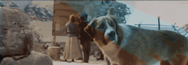 巴克是什么品种的狗