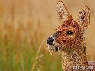 吸血鬼鹿真的吸血吗 吸血鬼鹿口长獠牙但已濒临灭绝