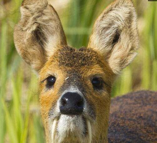 吸血鬼鹿真的吸血吗