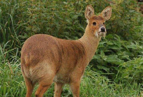 吸血鬼鹿真的吸血吗