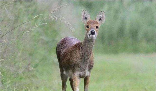 吸血鬼鹿真的吸血吗