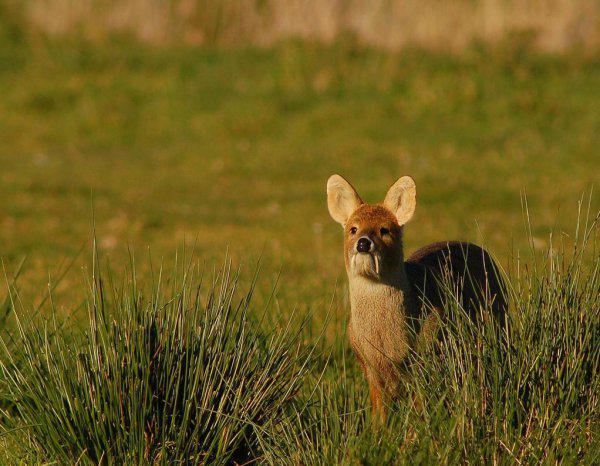 吸血鬼鹿真的吸血吗