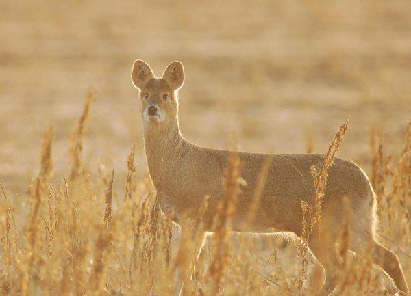 吸血鬼鹿真的吸血吗