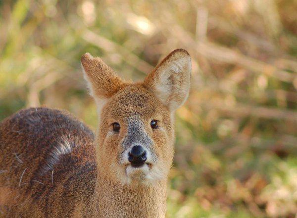 吸血鬼鹿真的吸血吗