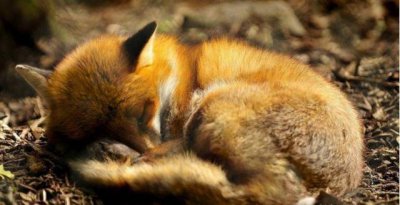 有的动物为什么要冬眠 动物什么时候会进入冬眠状态