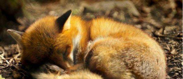 有的动物为什么要冬眠