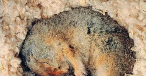 有的动物为什么要冬眠