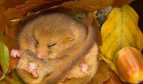 有的动物为什么要冬眠