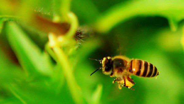 有的动物为什么要冬眠