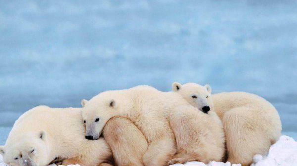 有的动物为什么要冬眠