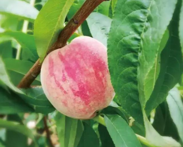 二桃杀三士的故事及寓意