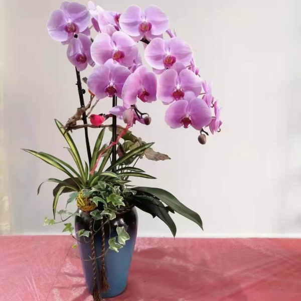 办公室放什么植物好又旺财