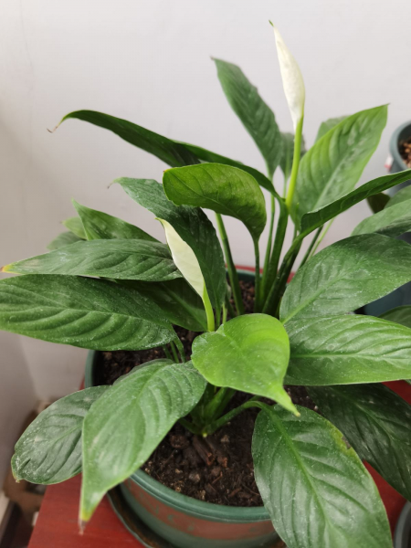 办公室放什么植物好又旺财