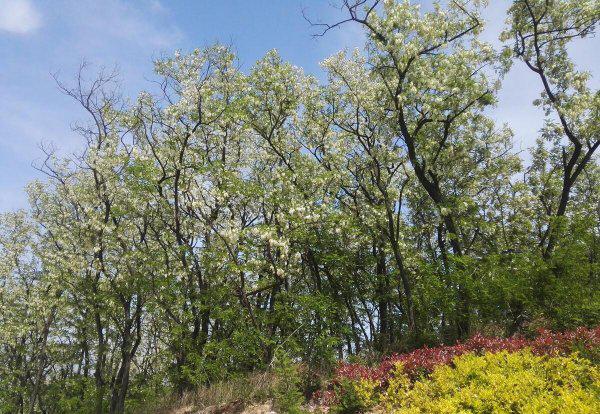 青岛哪些旅游景点免费