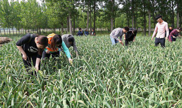 湖南农业大学排名第几
