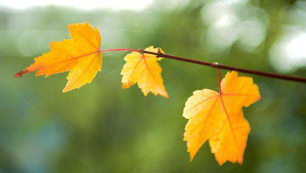 湖南农业大学排名第几