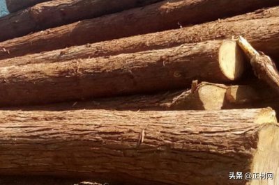 杉木和松木哪个更好 杉木和松木的优缺点分别有哪些