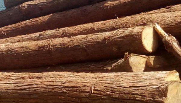 杉木和松木哪个更好