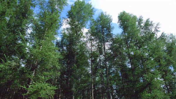 杉木和松木哪个更好