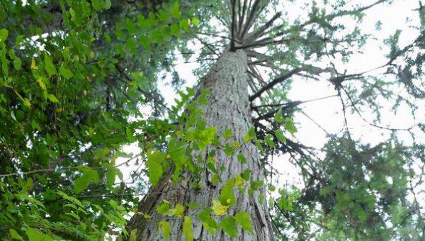 杉木和松木哪个更好