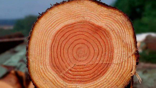 杉木和松木哪个更好