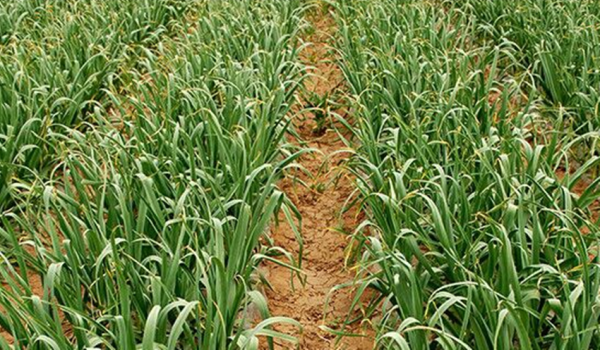 利润最大的蔬菜有哪些