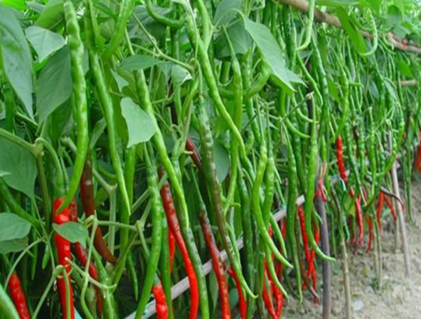 利润最大的蔬菜有哪些