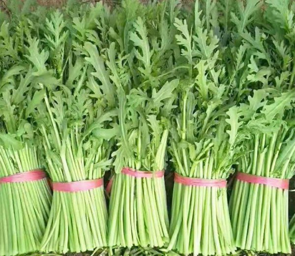 利润最大的蔬菜有哪些