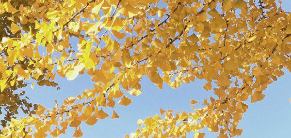 河北经贸大学是几本