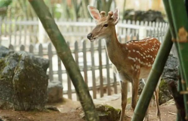 柳州有什么好玩的地方