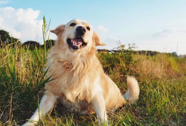 金毛的智商相当于多少岁的小孩