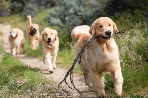 金毛的智商相当于多少岁的小孩