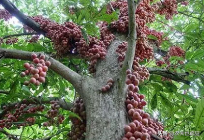 夫妻果是哪两种水果 价格高昂的山竹和榴莲并称夫妻果