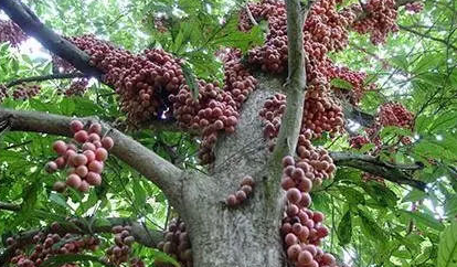 夫妻果是哪两种水果