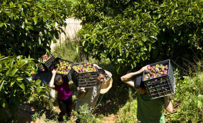 夫妻果是哪两种水果