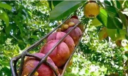 夫妻果是哪两种水果