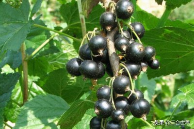 十大酸性水果排名 世界上最酸的十类水果都是什么