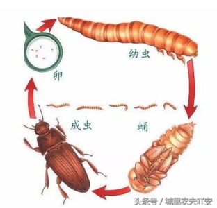 黄粉虫怎么养殖 黄粉虫的养殖方法和注意事项