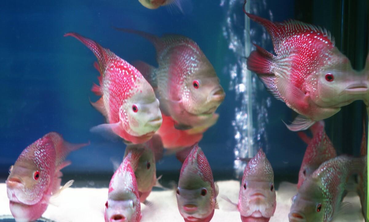 罗汉鱼的养殖方法和注意事项