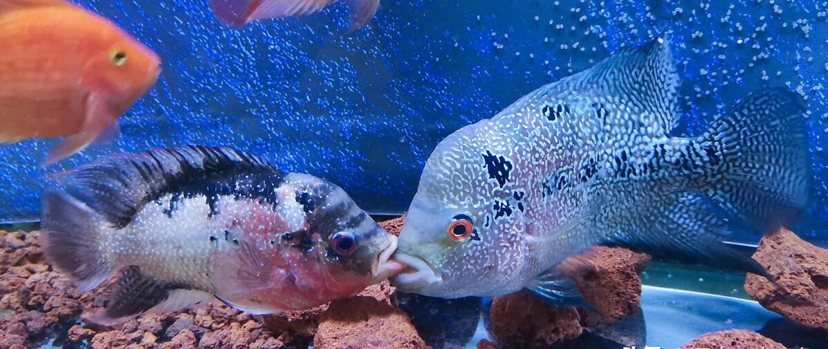 罗汉鱼的养殖方法和注意事项