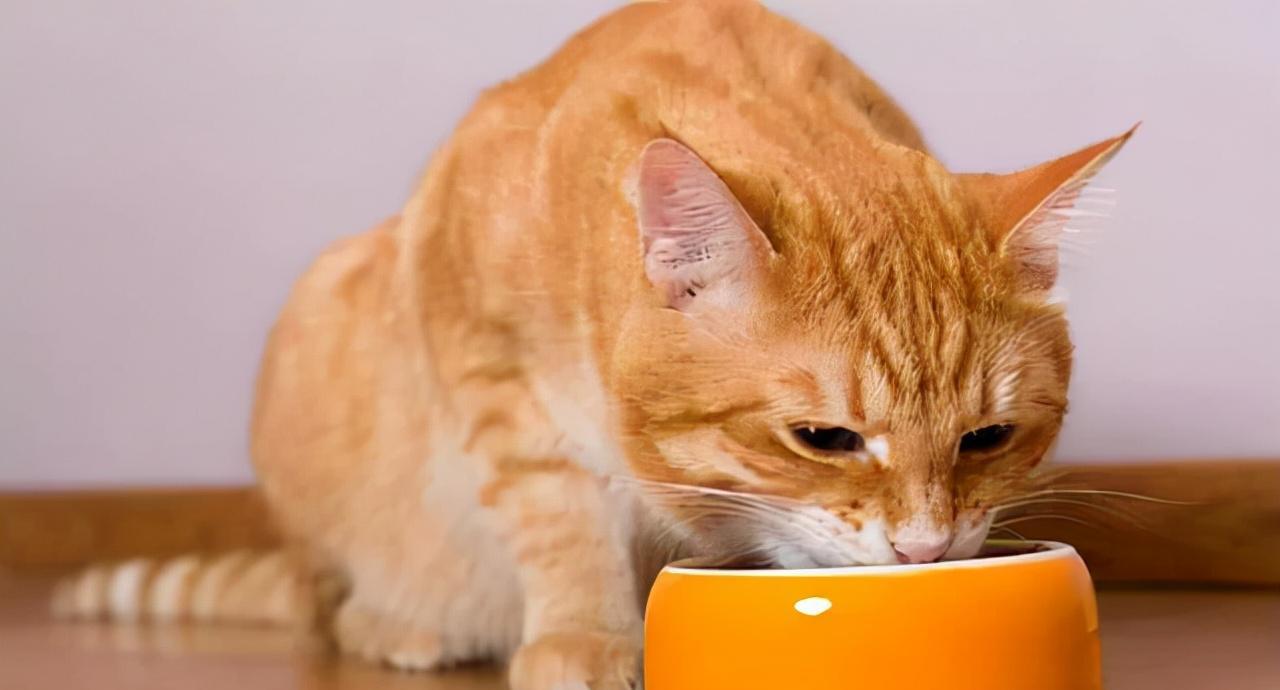 国产猫粮哪个牌子质量好